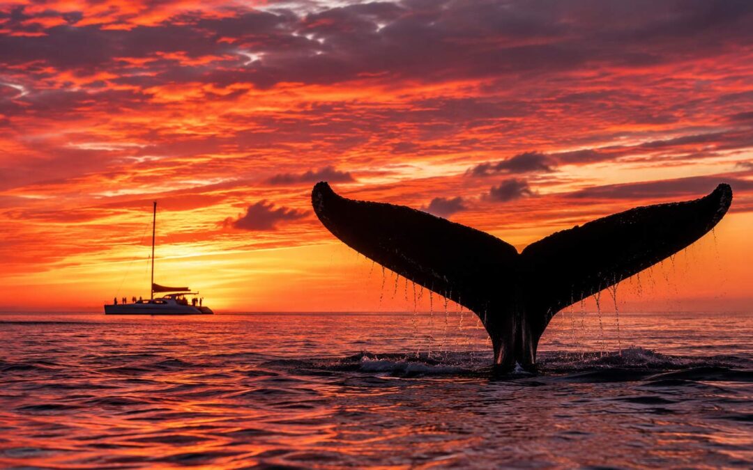 Can You See Whales and Wildlife on a Waikiki Sunset Cruise?