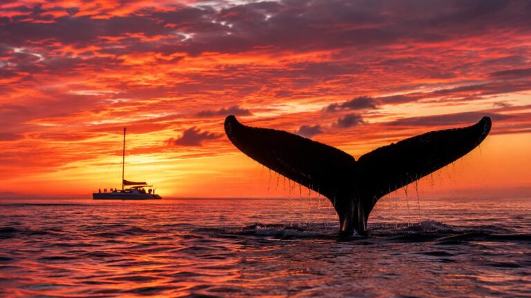 Can You See Whales and Wildlife on a Waikiki Sunset Cruise?